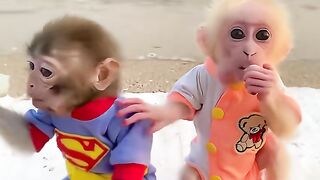 Cute Monkey baby 2