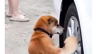 O cachorro 🐕 foi fazer xixi no carro