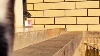 kucing 40