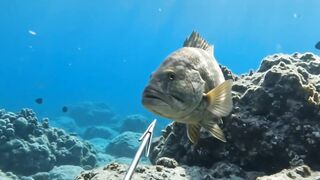 He Went After One Fish… Then Its Mother Came Out of Nowhere! 😱🌊 2