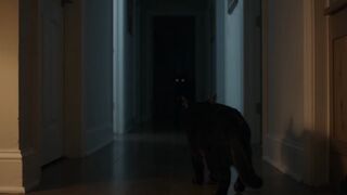 The Cat Saw Something in the Hallway... 👀🐈‍⬛