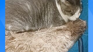 GATO JOSÉ