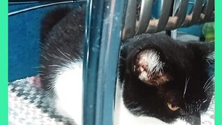 GATA COM FRIO