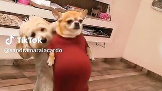 Quando eu vou prova a roupa do ano passado