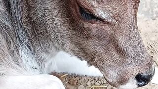 A Cute Desi Baby Cow Sitting Peaceful 🥰❤️