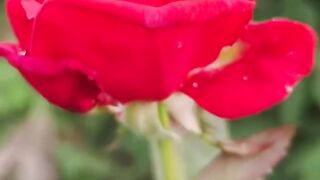Red rose 4
