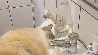 GATA CHANDE TOMANO ÁGUA NA TORNEIRA