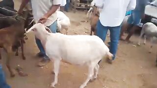 Feira de bairro mandacaru