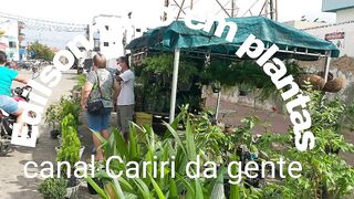Plantas pra venda