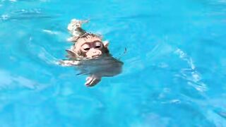 Cute Monkey baby 3