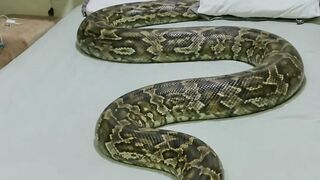 MULHER É UMA COBRA