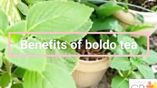 Benefits of boldo tea