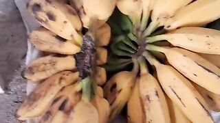 Vida no campo 2