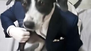 pequena chef dog.