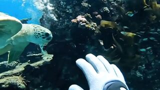 I Found a Sea Turtle Exploring an Underwater Wreck! 🐢🌊
