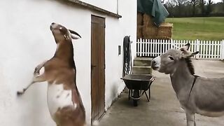 L’ane et la chevre.