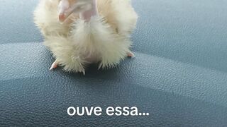 Pintinho Dando um rolê