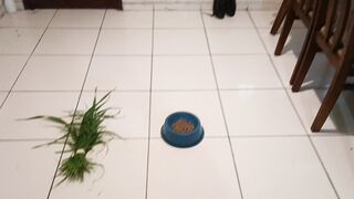 Cachorro: 1o Teste(Mato e ração)
