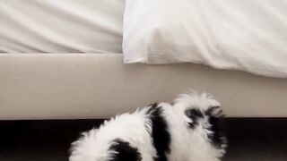 CACHORRINHO PEDE COMIDA