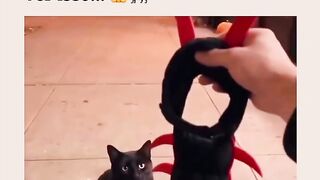 Gatinho em forma de sentopeia de animação.