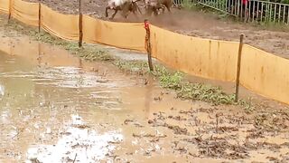 धावता  जनावर