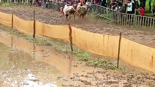 जोडी बैलाची