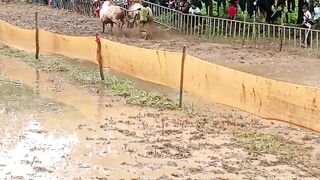 शर्यत गेम