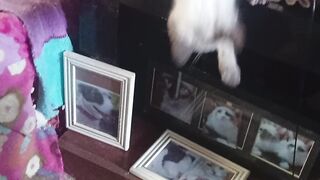 Cats kids 2