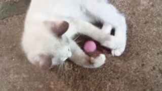 Cats kids 3