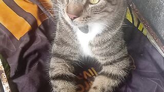 Simba cat 2