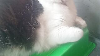 Aurora cat