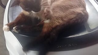 Lilla cat