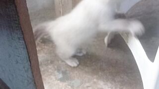 Kid cat Banshy