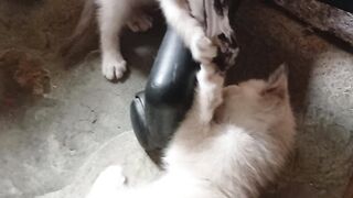 Kids cats Banshy and Safira