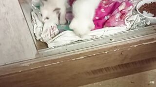Kids cats Banshy, Salém and Safira