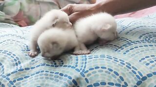 Baby cats Safira, Salém and Banshy