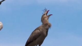 Canto mais bonito do cariri