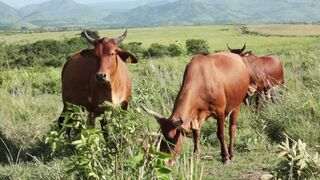 Cattle on a farm 50