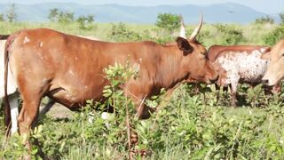 Cattle on a farm 52