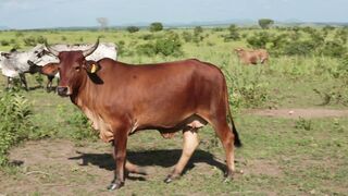 Cattle on a farm 53