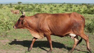 Cattle on a farm 54