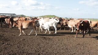 Cattle on a farm 95
