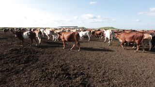 Cattle on a farm 94