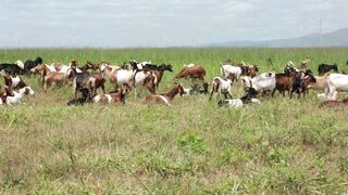Goats on a farm, Lucala, Angola 6