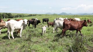 Cattle on a farm, Lucala, Angola 93