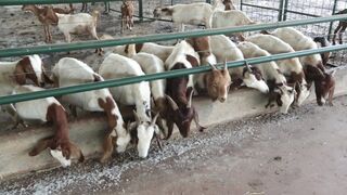 Goats on a farm, Lucala, Angola 58
