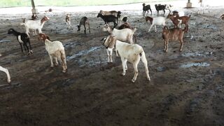 Goats on a farm, Lucala, Angola 57