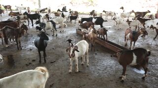 Goats on a farm, Lucala, Angola 56