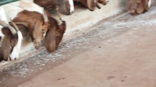 Goats on a farm, Lucala, Angola 46