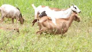 Goats on a farm, Lucala, Angola 22
